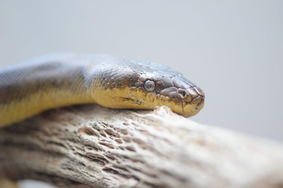 guide to ball python morphs